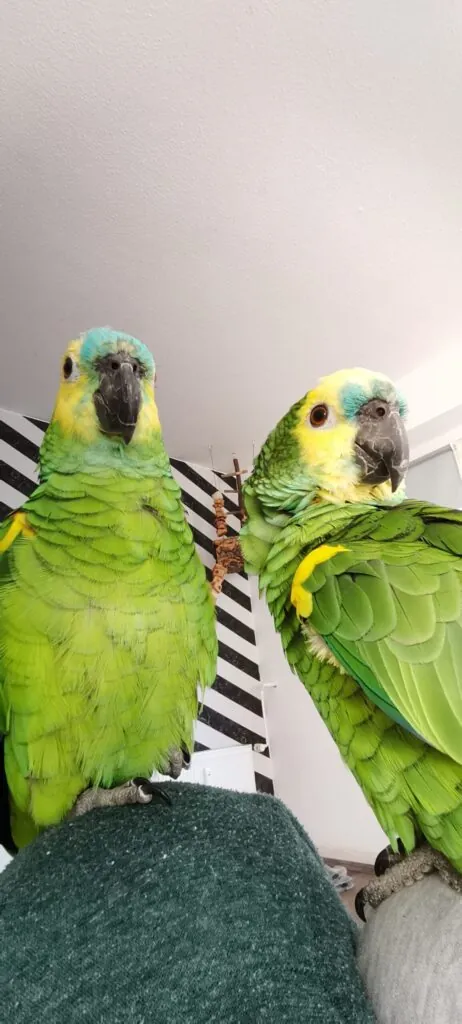 Georgie & Maya